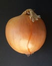 Bulb onionÃÂ or common onion isolated over black background.